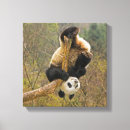Suche nach panda leinwandbilder Verhalten