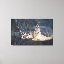 Suche nach meeresschildkröten poster leinwandbilder Horizontal