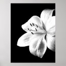 Suche nach weiße lilien poster Blume