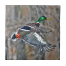 Suche nach flug fliesen Wasservögel