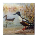 Suche nach löffelente Enten