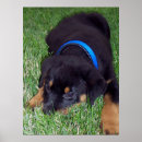 Suche nach rottweiler poster Welpen