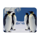 Suche nach penguin magnete Zuhause