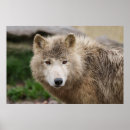 Suche nach white wolf poster Tier