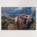 Suche nach highland cow puzzle Kühe