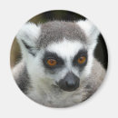 Suche nach lemur magnet magnete Wild lebende tiere