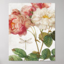 Suche nach vintage rose poster Rosa rosen