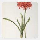 Suche nach amaryllis aufkleber Joseph