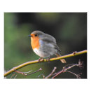 Suche nach rotbarsch poster Natur