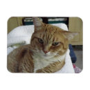 Suche nach orange miezekatze magnete Kätzchen