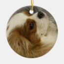 Suche nach cocker spaniel ornamente Welpe