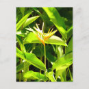 Suche nach paradiesvogel postkarten Jede person