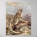 Suche nach schneeleopard poster Großkatzen