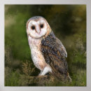 Suche nach owl poster Wald