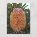 Suche nach australische blume postkarten Bankbüro