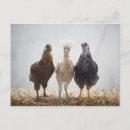 Suche nach drei vögel postkarten Natur