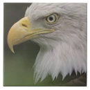 Suche nach erwachsene fliesen Vogel