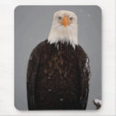 Suche nach weißkopfseeadler mousepads Porträt