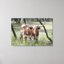 Suche nach longhorn leinwandbilder Texas