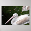 Suche nach pelikan poster Schnabel