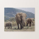Suche nach kalb puzzle Elefant
