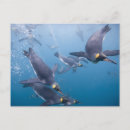 Suche nach die antarktis postkarten Meer