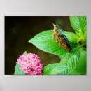 Suche nach blauer morpho schmetterling poster Fotografie