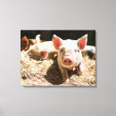 Suche nach niedliches schwein leinwandbilder Bauernhof