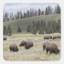 Suche nach bison aufkleber Usa