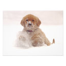 Suche nach golden retriever welpe poster Süß