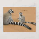 Suche nach lemur postkarten Wald
