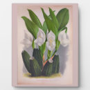 Suche nach vintage antike fotoplatten Orchidee