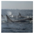 Suche nach bewegung fliesen Tiere im wilden