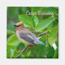 Suche nach waxwing Schwingend
