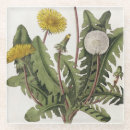 Suche nach löwenzahn untersetzer Botanisch