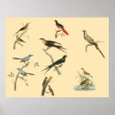 Suche nach afrikanische vögel poster Natur