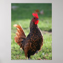 Suche nach hahn und henne poster Natur