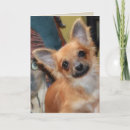 Suche nach chiens karten Jede person