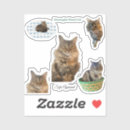 Suche nach waldkatze Katzengeschenk