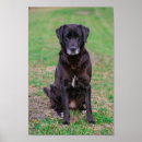 Suche nach labrador welpe poster Jede person