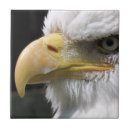 Suche nach raubvogel fliesen Tiere