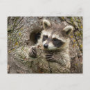 Suche nach minnesota postkarten Minnesota wildlife connection