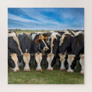 Suche nach cow puzzle Bauernhof