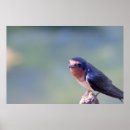 Suche nach swallow poster Birds