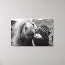 Suche nach niedliches pferd leinwandbilder Natur
