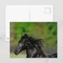 Suche nach stallion postkarten Schwarz