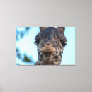 Suche nach niedliche giraffe leinwandbilder Tierwelt