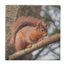 Suche nach rotes eichhörnchen fliesen Natur