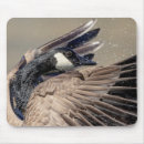 Suche nach kanada gänse mousepads Natur