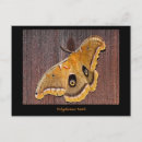 Suche nach polyphemus postkarten Insekten